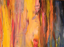 "Rainbow Eucalyptus" by Joanne Unruh