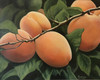 "Apricots" by Joanne Unruh