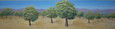 "Trees" by Joanne Unruh